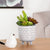 Star White 5.25x6" Footed Planter